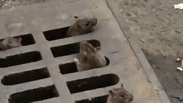 Koreatown, manhattan rats climbing out of sewer cover peaking head up