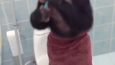 Funny Monkey Bath