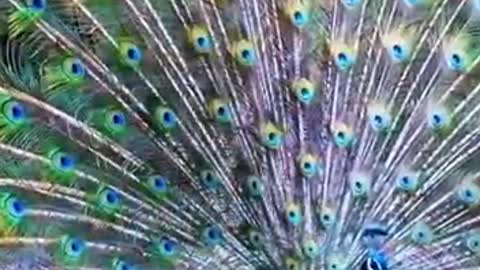 The peacock flips its tail so beautiful