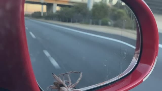 Huntsman Spider Hitches A Ride