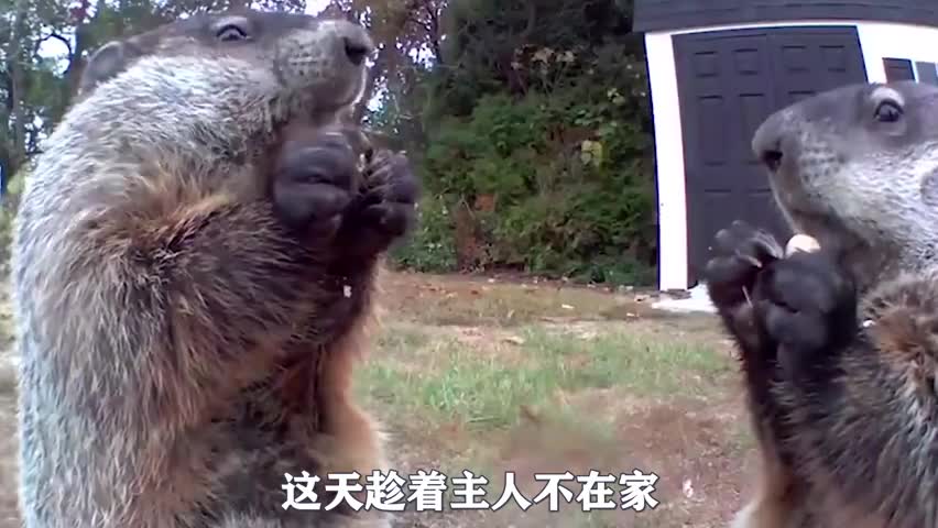 Greedy and lovely animals
