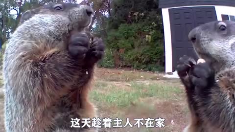Greedy and lovely animals