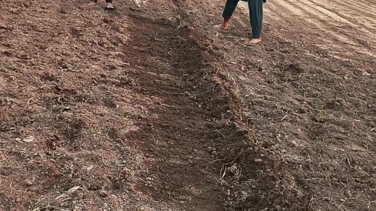 Planting wheat