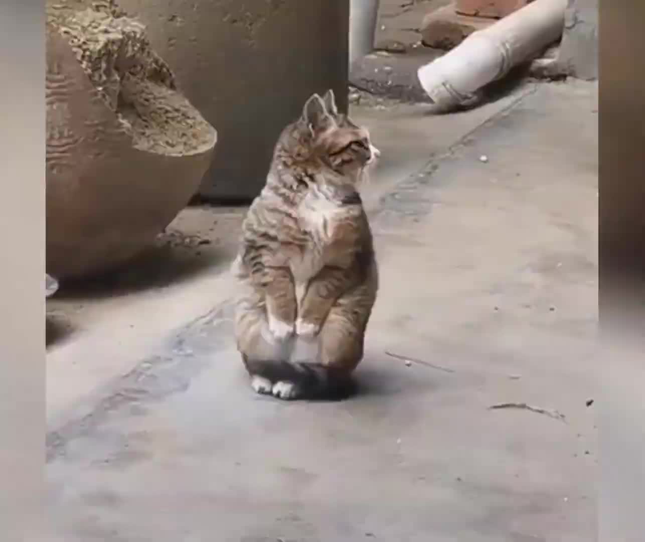 cute cats best funny cats video