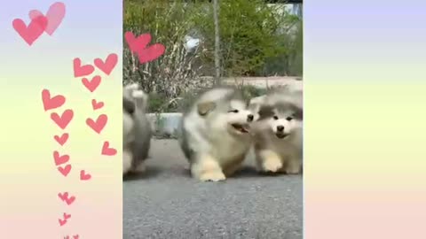 Cute and funny dogs and cats (2)