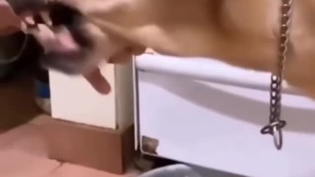 Dog trained sing a song