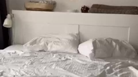 Training cat video very quiet