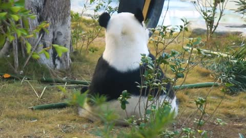 The giant panda