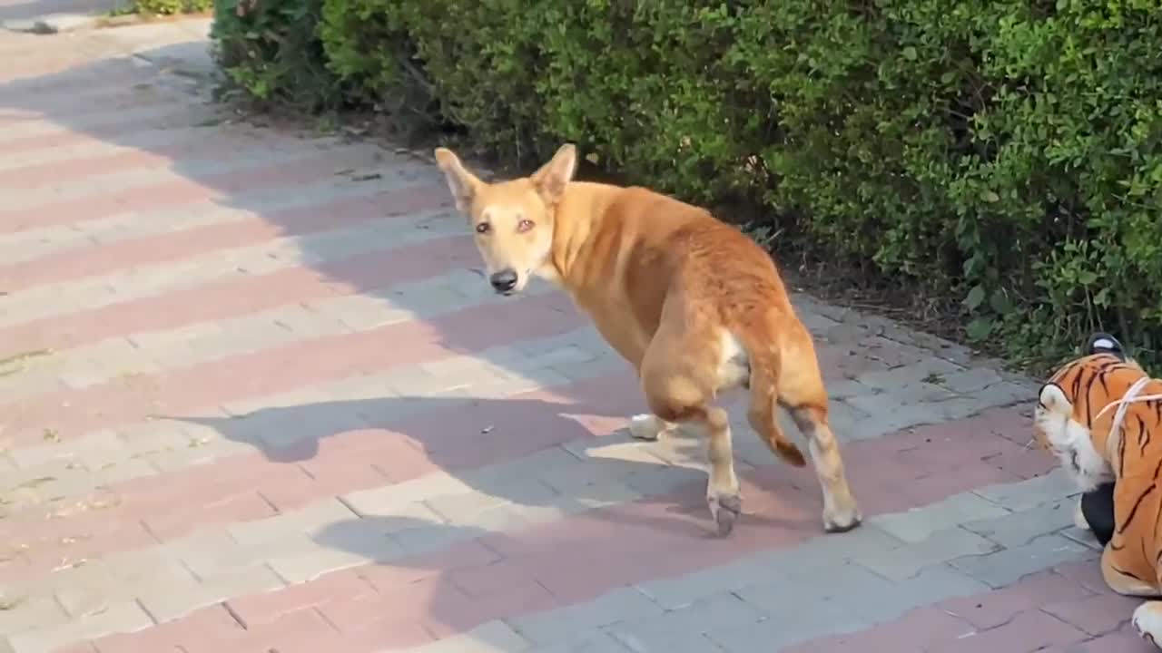 Fake Tiger Moving vs Flying Real Dog | Funny Video | Scaring Dogs | Scared Dog |