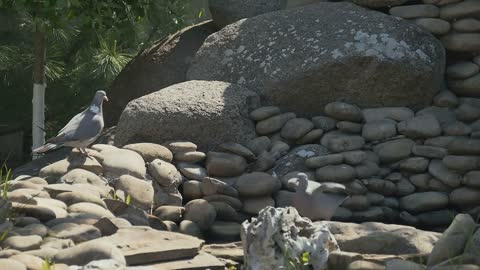 Two pigeons on the stones in the garden