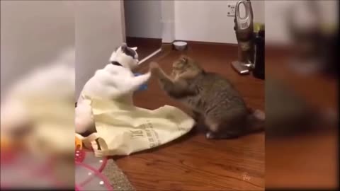 Two cats and paws meeting