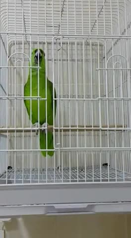 talking with Green Parrot
