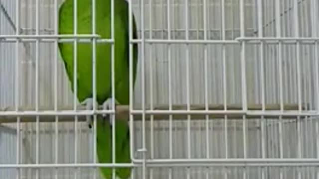 talking with Green Parrot