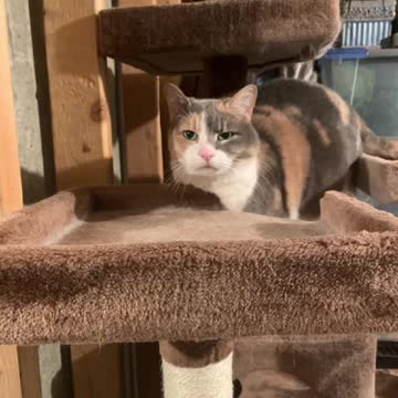 Mew the talking cat not happy