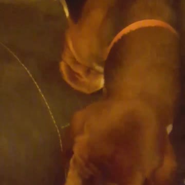 long ear dog chews on his ears