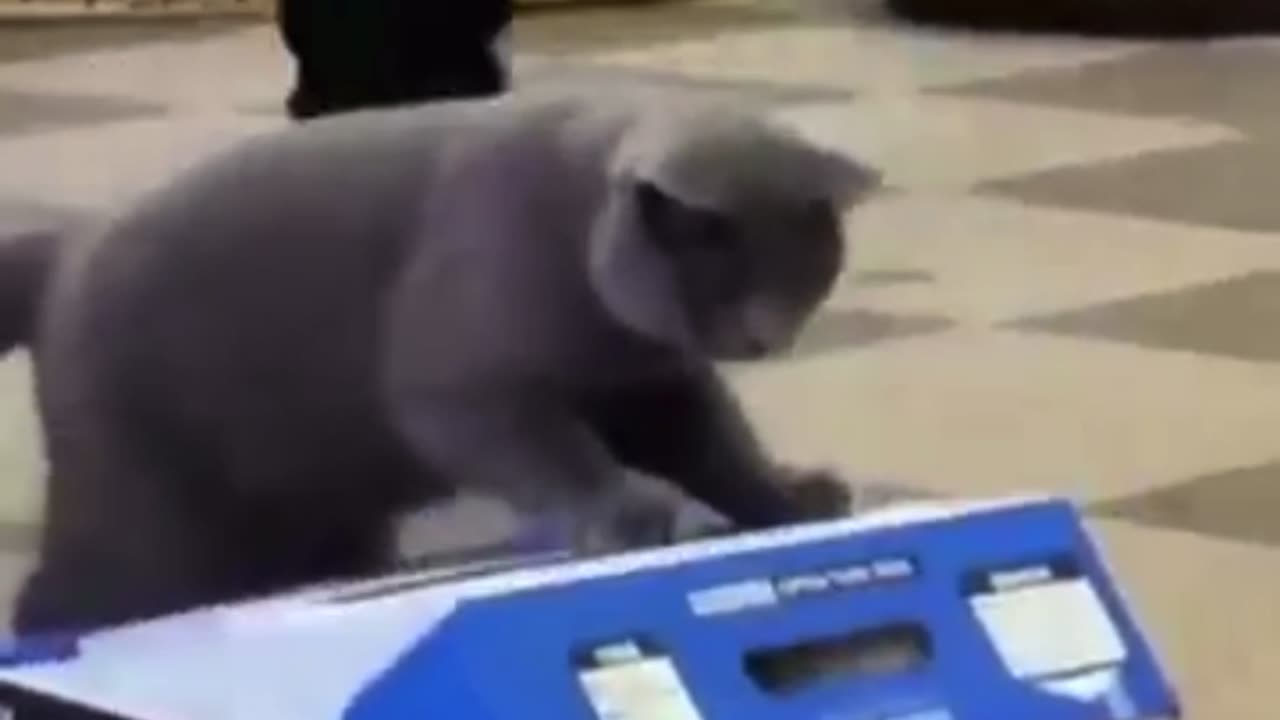 Cat funny 😹