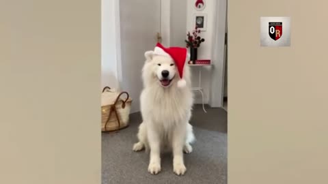 The funniest dogs and cats videos