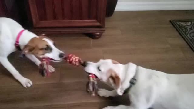 Marlon V.S Percy Tug-o-War!!