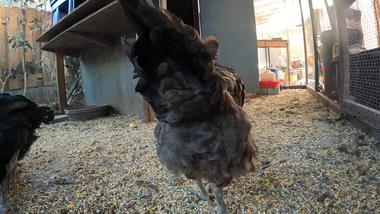 Backyard Chickens Fun Relaxing Video Sounds Noises!