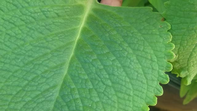 Herbal plants in the Caribbean