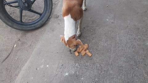 Street Dog Eating Food