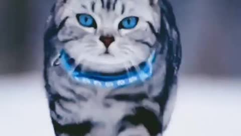 💙Beautiful Eyes👀Cat WhatsApp Status Video | by animals park |#shorts#cat#quitecatvideo