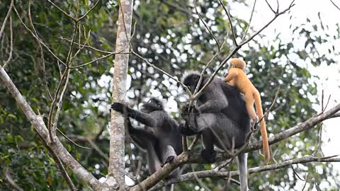 Wildlife dusky leaf monkey with cute baby.