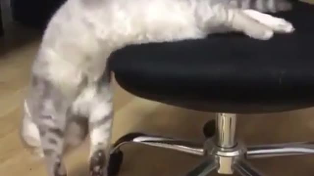Poor cat fell off the chair in his sleep