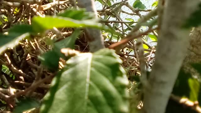 Spying a nest in a Chickasaw Plum