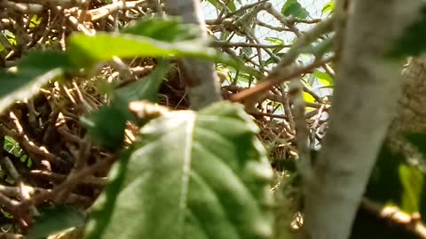 Spying a nest in a Chickasaw Plum