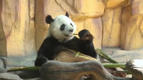 Leisurely and unrestrained giant panda