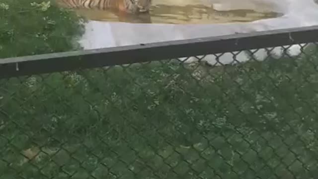 Tiger in Zoo