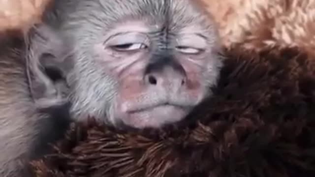 little monkey feel happy