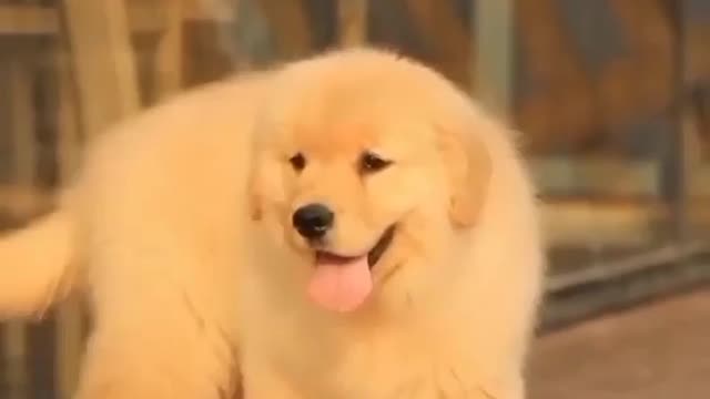 Cute and funny dogs in the playing