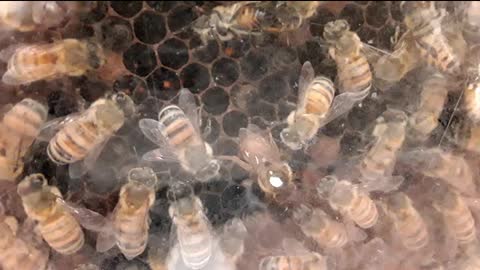 Queen bee laying eggs