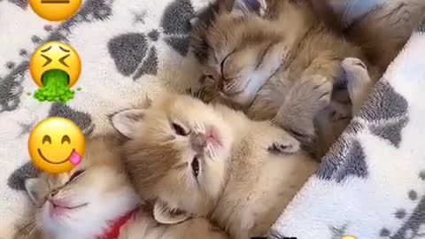 Funny And Cute Cat's Life 2021😺🐈