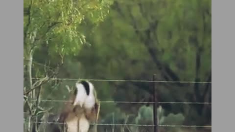 White-tailed deer long jump