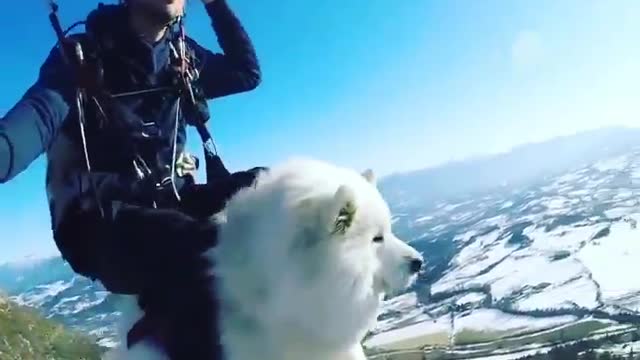 Human play with Cat in vally,pets