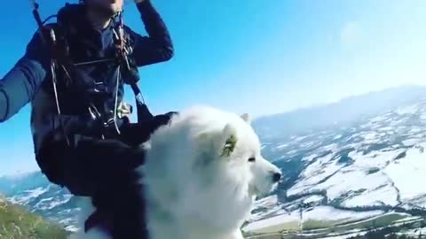 Human play with Cat in vally,pets