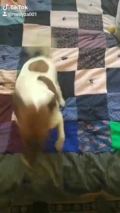 Dog interesting in video Tik Tok funny video