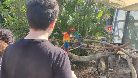 Parrots VID_20231227_121245