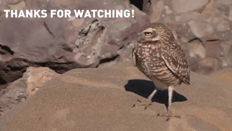 Cute moments of Owls