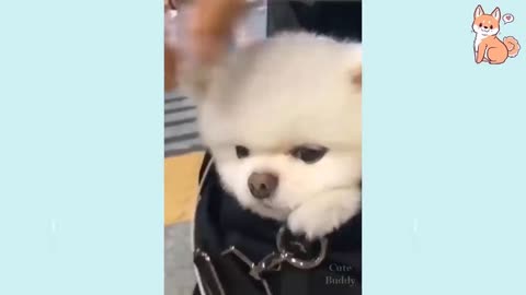 Cute Funny and Smart puppies | Funny dog #4