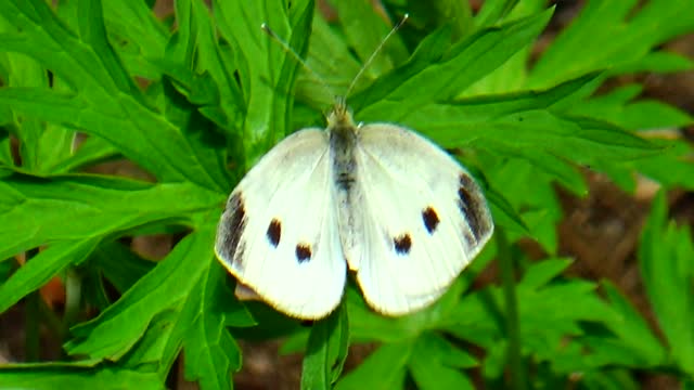 Cabbage White