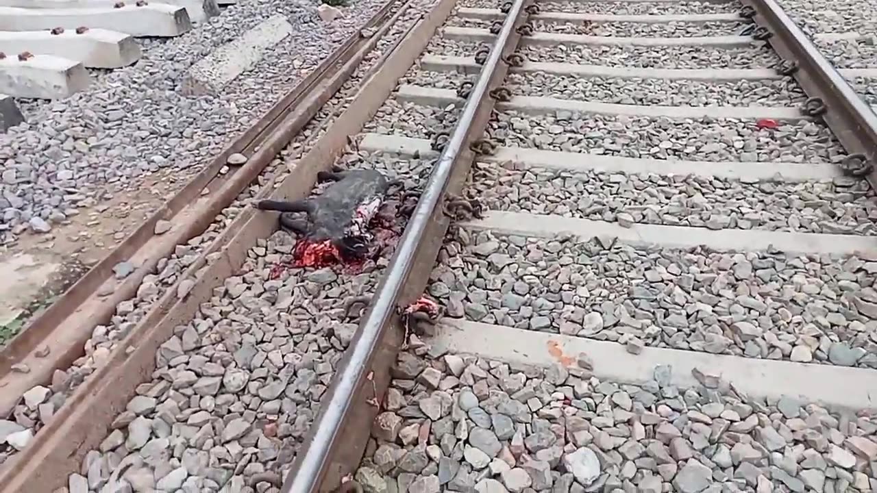 Live Run-over || Speedy Train Hits Pig || Gorakhpur Jn Lucknow Jn Superfast ||