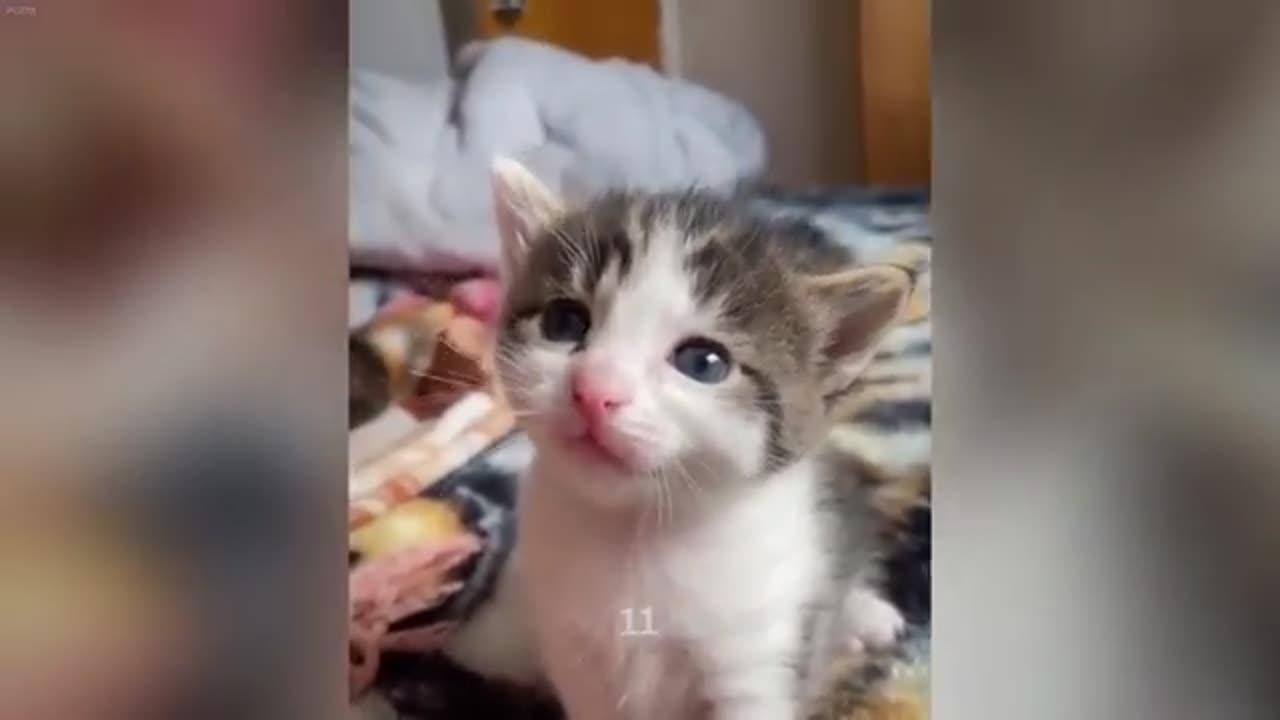 Funny cat videos 2024