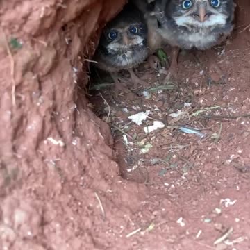 Taking a Peek at Burrowing Owl Chicks || ViralHog
