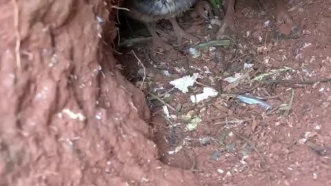 Taking a Peek at Burrowing Owl Chicks || ViralHog