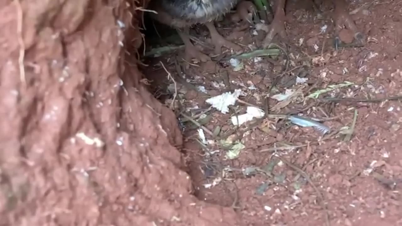 Taking a Peek at Burrowing Owl Chicks || ViralHog