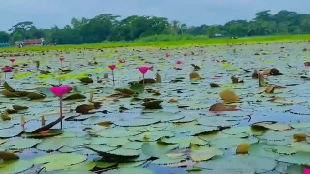 beautiful water lily garden